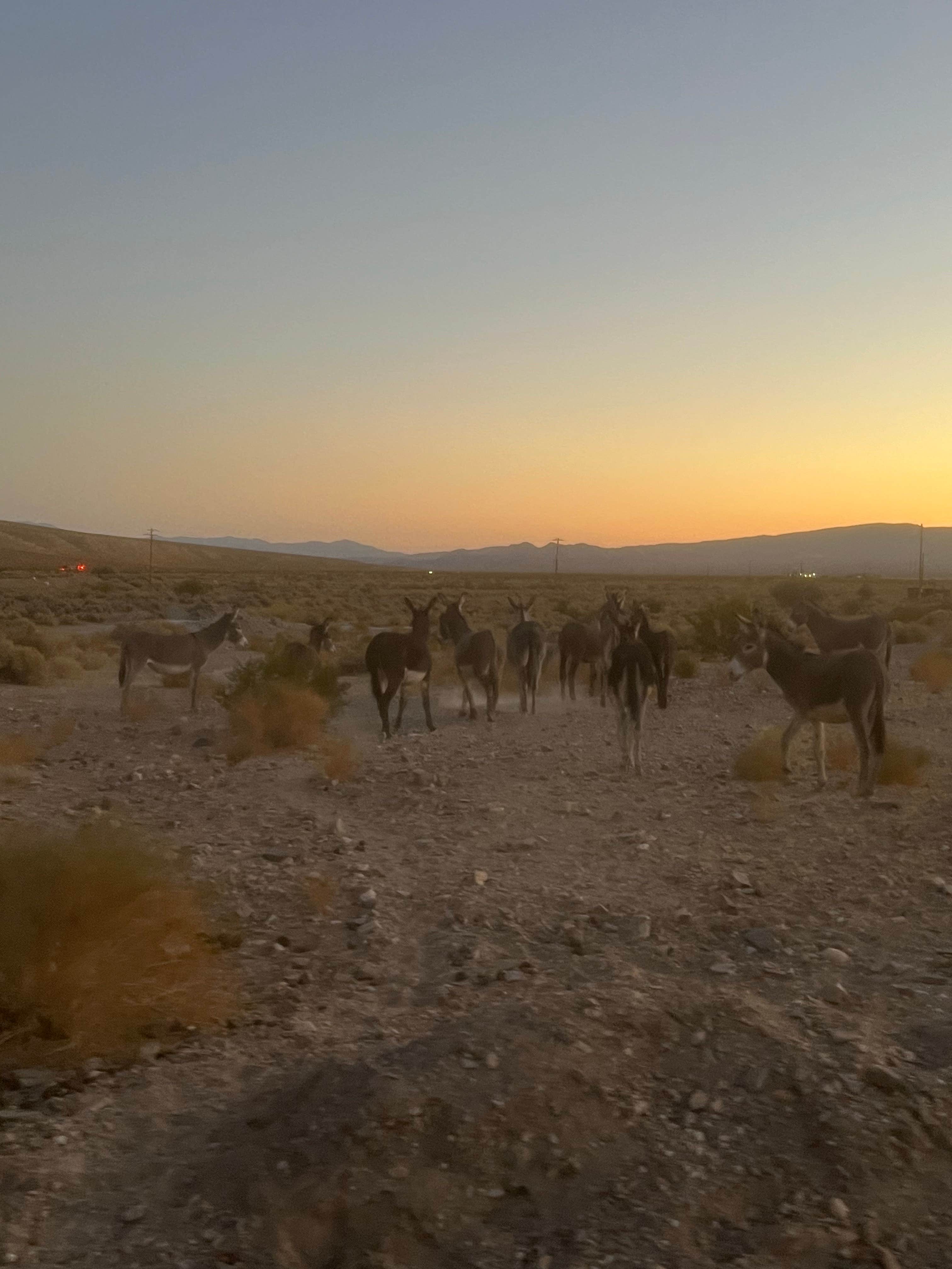 Camper-submitted photo at Vanderbilt Rd. Dispersed near Beatty, NV
