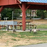 Review photo of Vasa Park Resort by Libby , September 5, 2025
