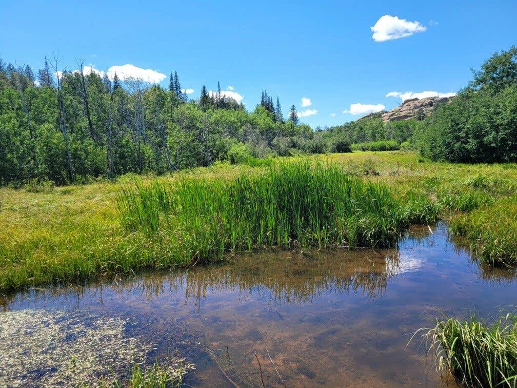 chellynn's photo of a dispersed camping area at Vedauwoo Wagon Road near Livermore, CO
