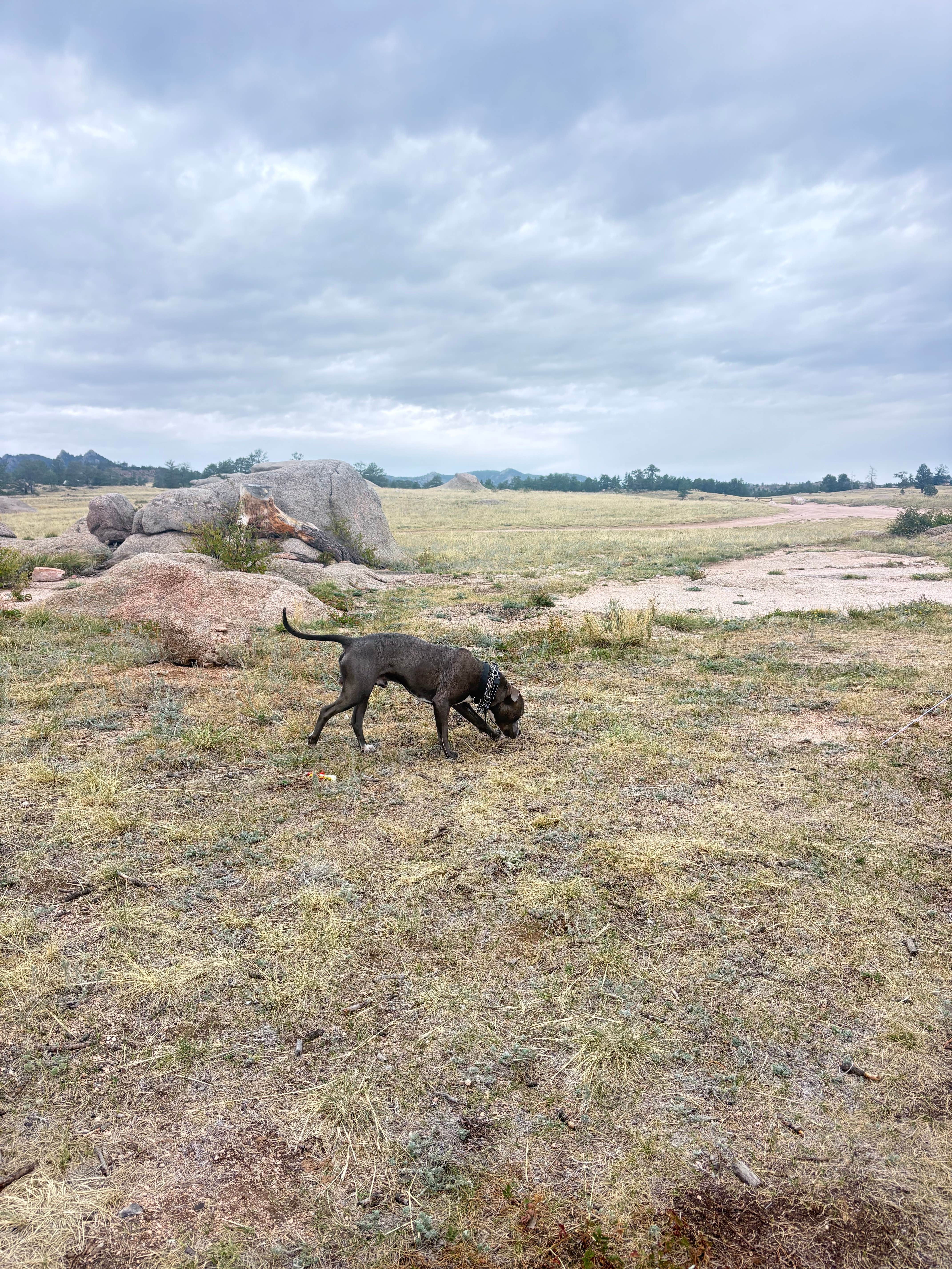 Kaila M.'s photo of camping with pets at Vedawoo Dispersed Sunset Camp near Buford, WY