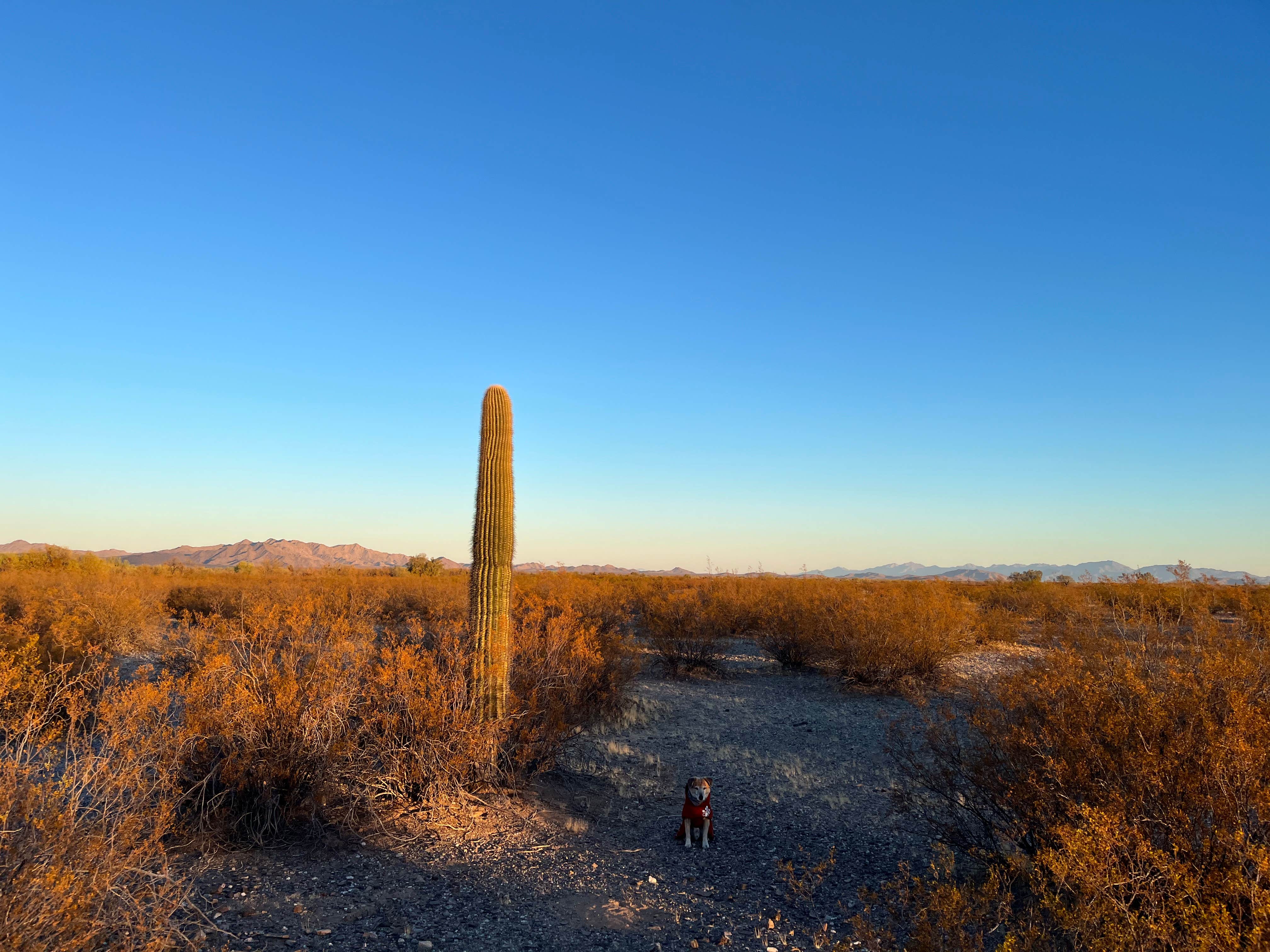 Jonathan E.'s photo of camping with pets at Vekol Valley Road near Ajo, AZ
