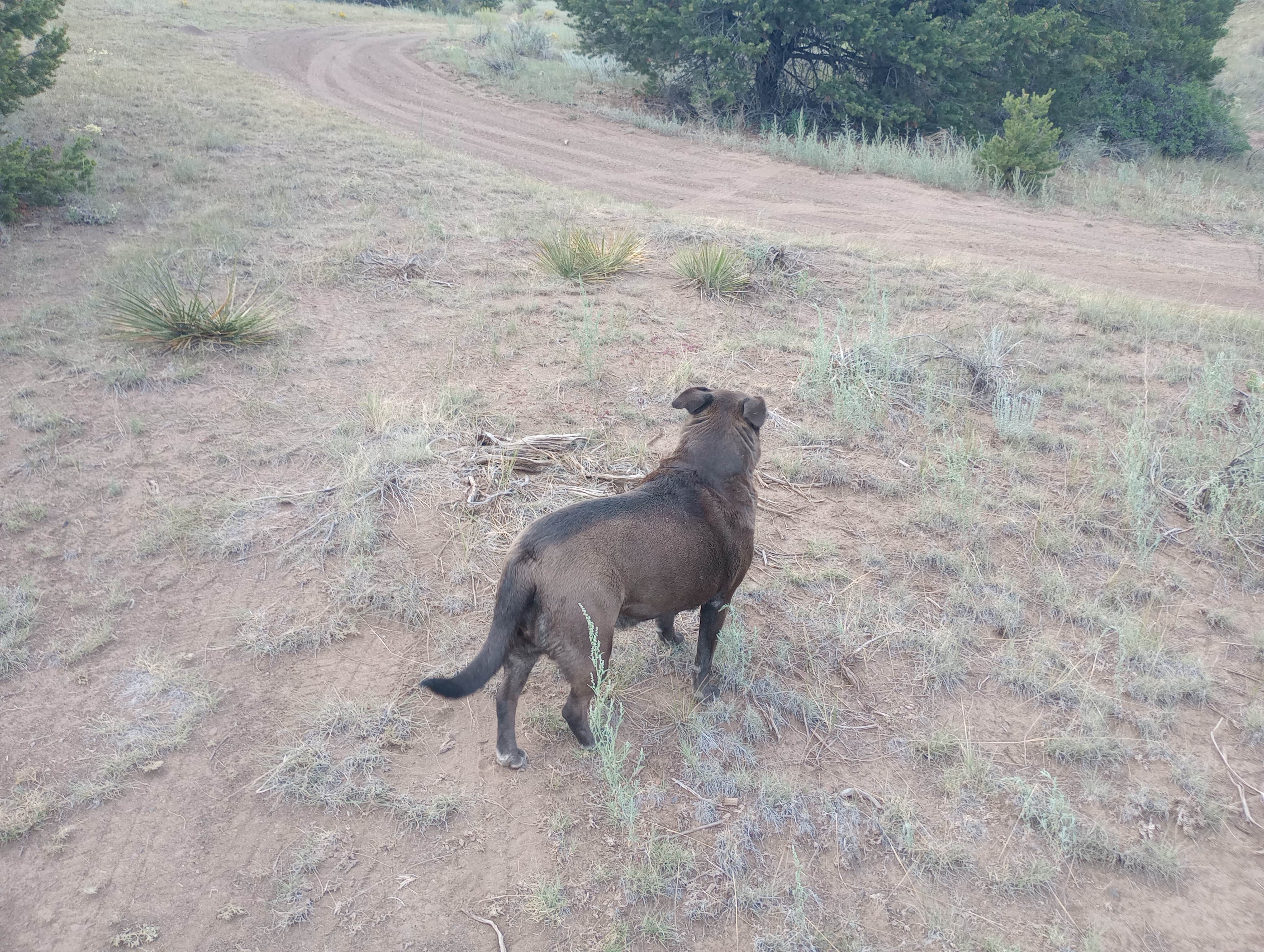 Will H.'s photo of camping with pets at Ventana Arch Dispersed Camp in Colorado