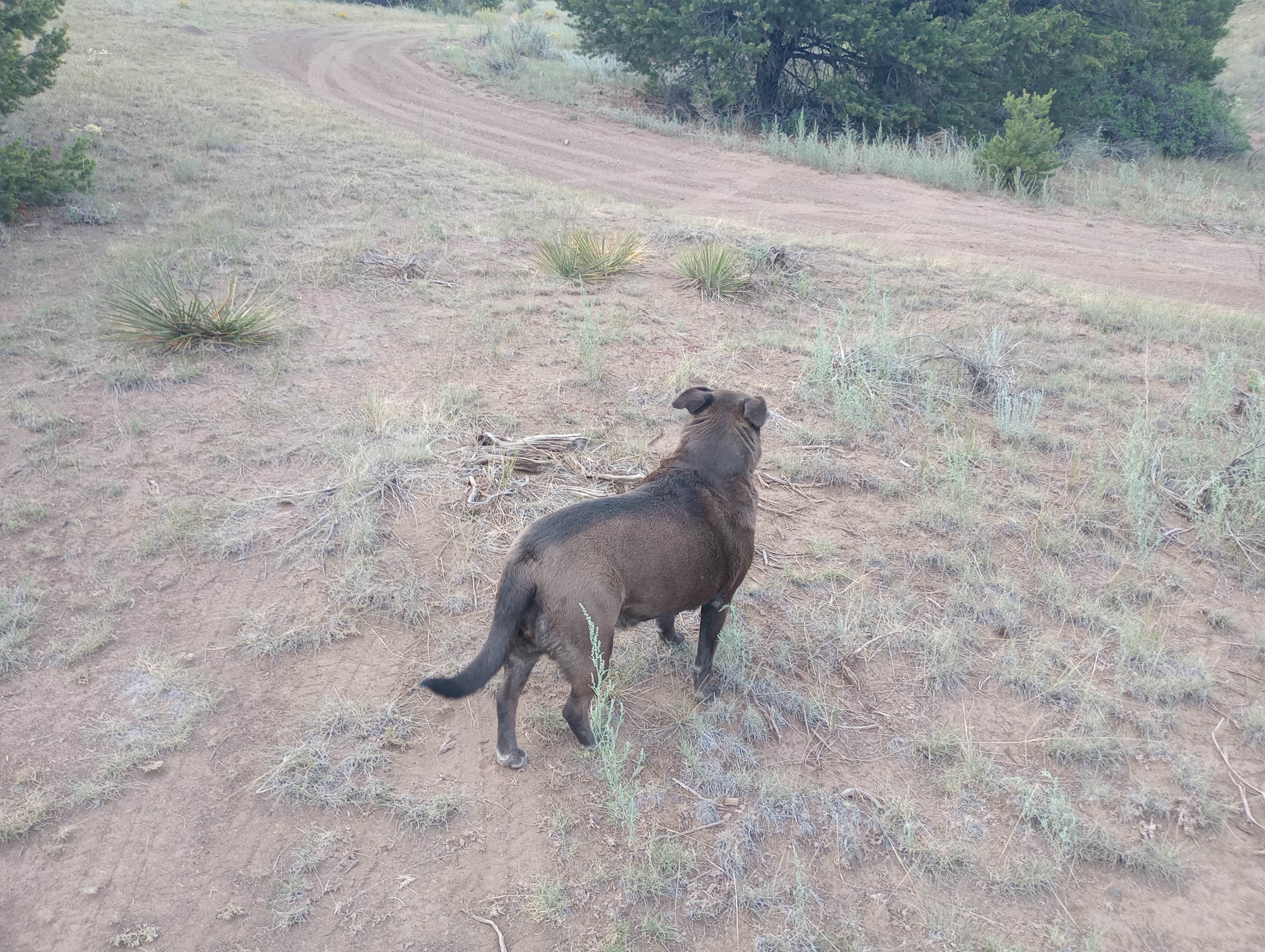 Camper submitted image from Ventana Arch Camp - 5