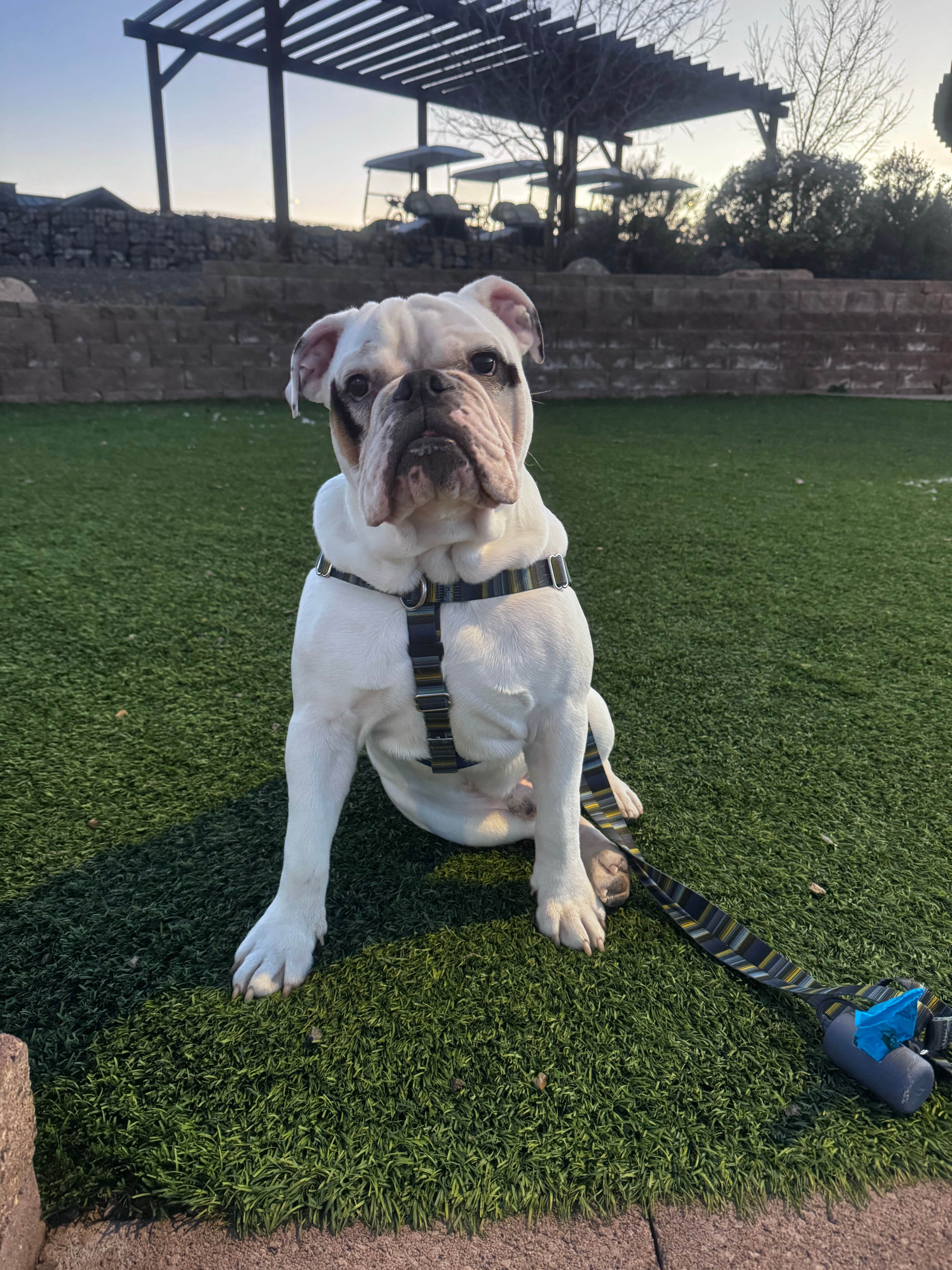 Angie S.'s photo of camping with pets at Verde Ranch RV Resort near Clarkdale, AZ