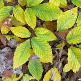 Review photo of Mount Ascutney State Park Campground by Marc D., October 21, 2025