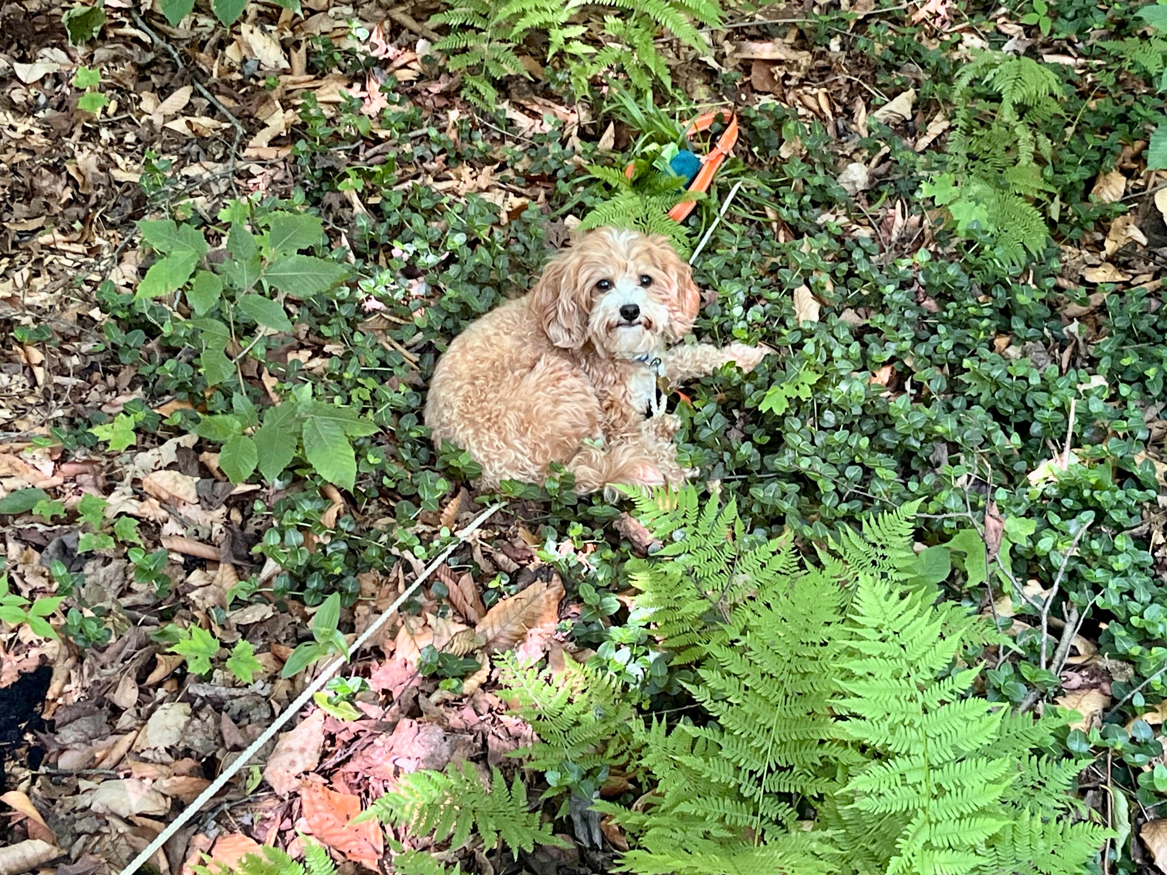 Melissa S.'s photo of camping with pets at Woodford State Park Campground in Vermont