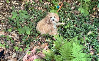 Melissa S.'s photo of camping with pets at Woodford State Park Campground near Townshend Lake