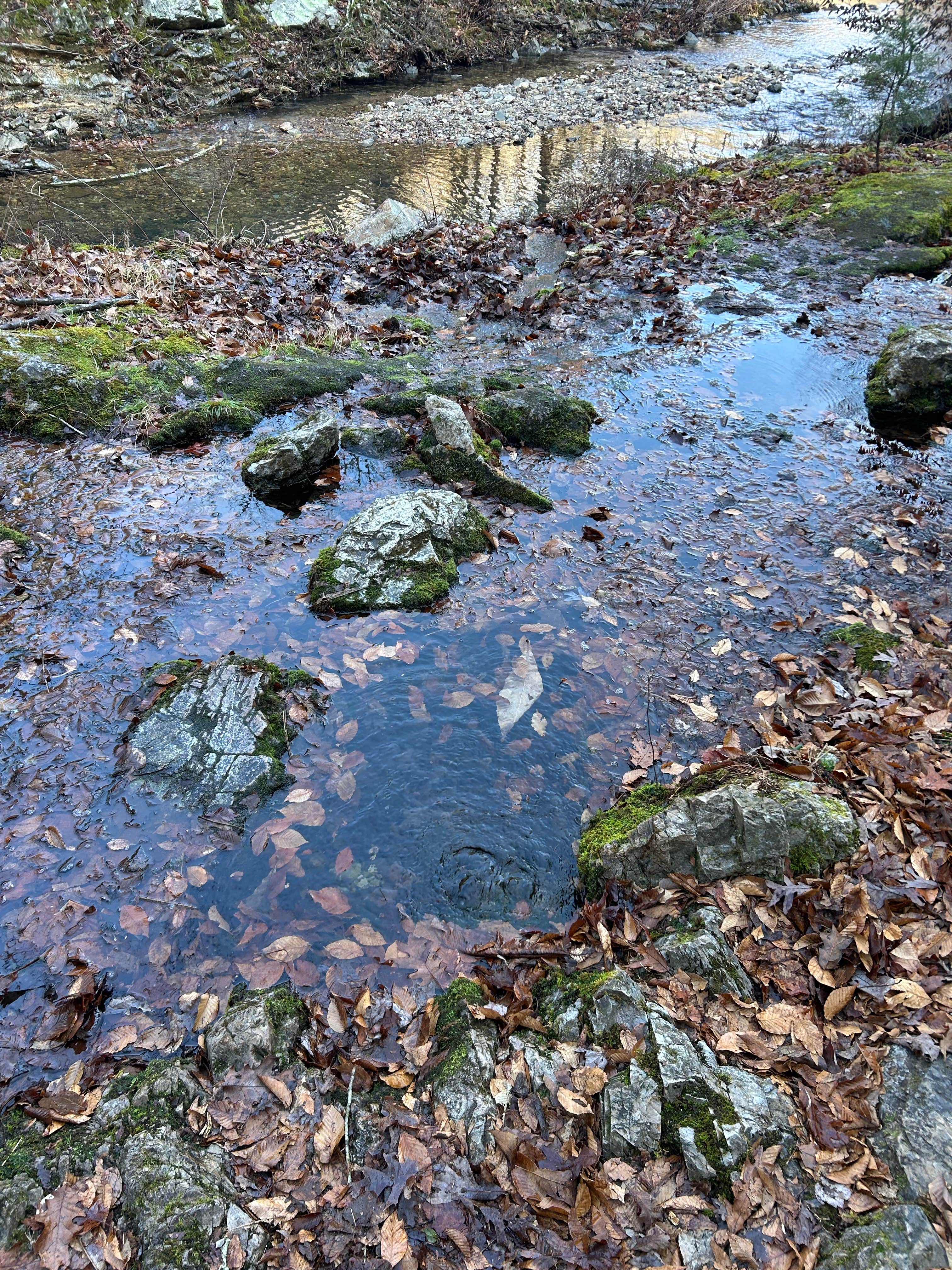 Camper-submitted photo at Viles Branch Creek Primitive Campsite on the Eagle Rock Loop near De Queen, AR