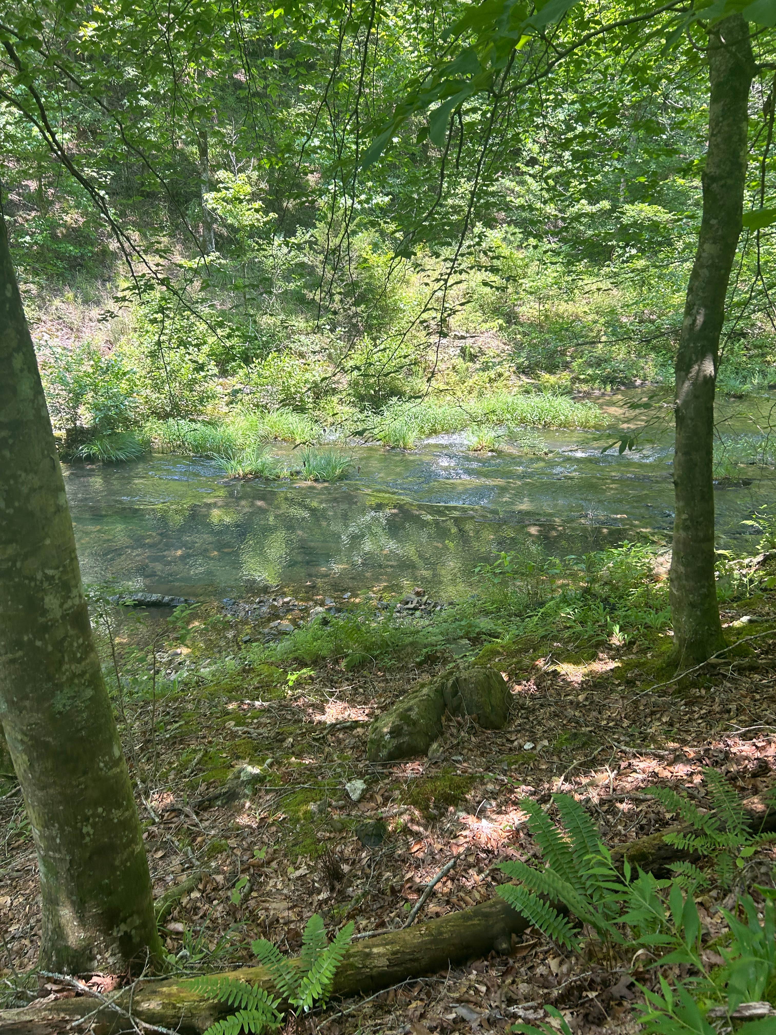 Camping near Bard Springs Campground - CLOSED TEMPORARILY: Viles Branch Creek Primitive Campsite on the Eagle Rock Loop, Langley, Arkansas