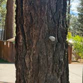 Review photo of Village Camp Truckee Tahoe by Ryan W., May 24, 2025