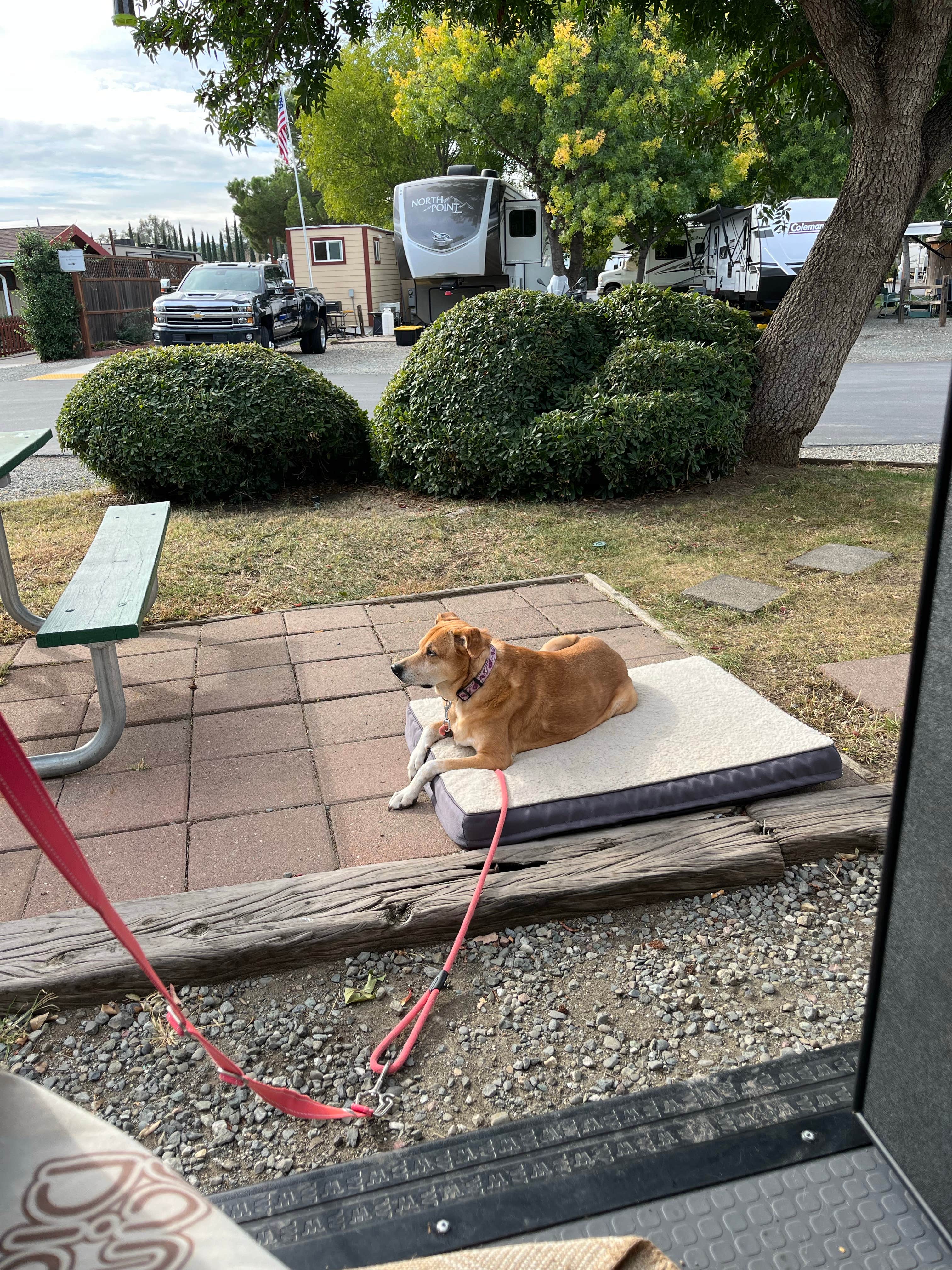 Camper-submitted photo at Vineyard RV Park near Winters, CA
