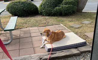 Laura P.'s photo of camping with pets at Vineyard RV Park near Angwin, CA