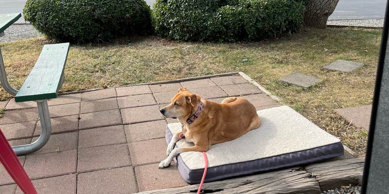 Camper submitted image from Vineyard RV Park