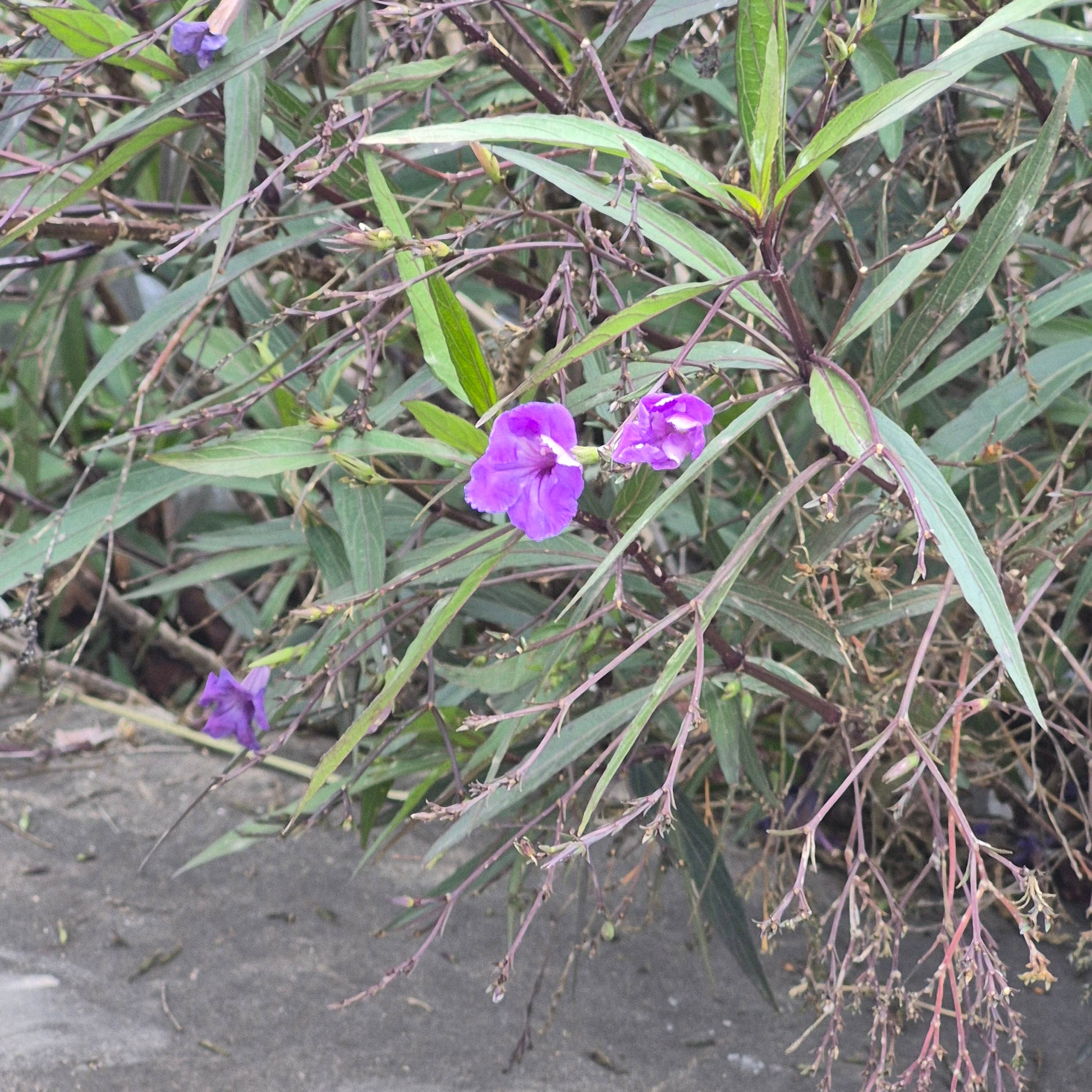 Camping near Encore Fun-N-Sun: VIP Park, Harlingen, Texas