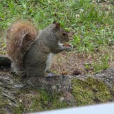 Review photo of Virginia Beach KOA by lisa K., June 24, 2026