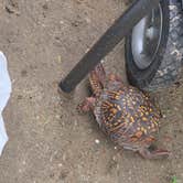 Review photo of Virginia Beach KOA by lisa K., June 24, 2026
