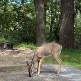 Review photo of Big Meadows Campground — Shenandoah National Park by Joel R., September 2, 2025