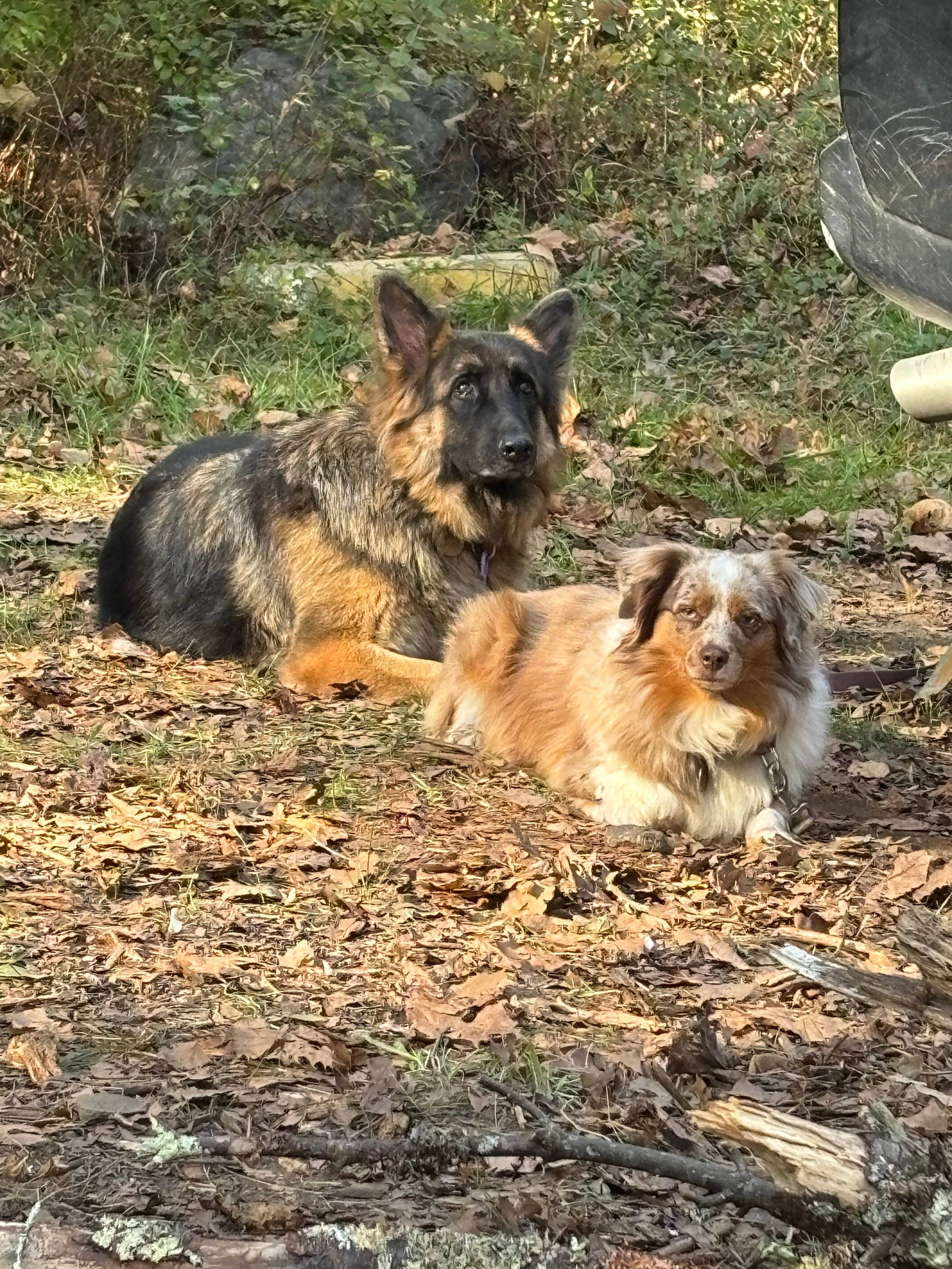 Nancy P.'s photo of camping with pets at Oronoco Campground near Lynchburg, VA
