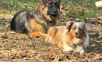Nancy P.'s photo of camping with pets at Oronoco Campground near Montebello, VA