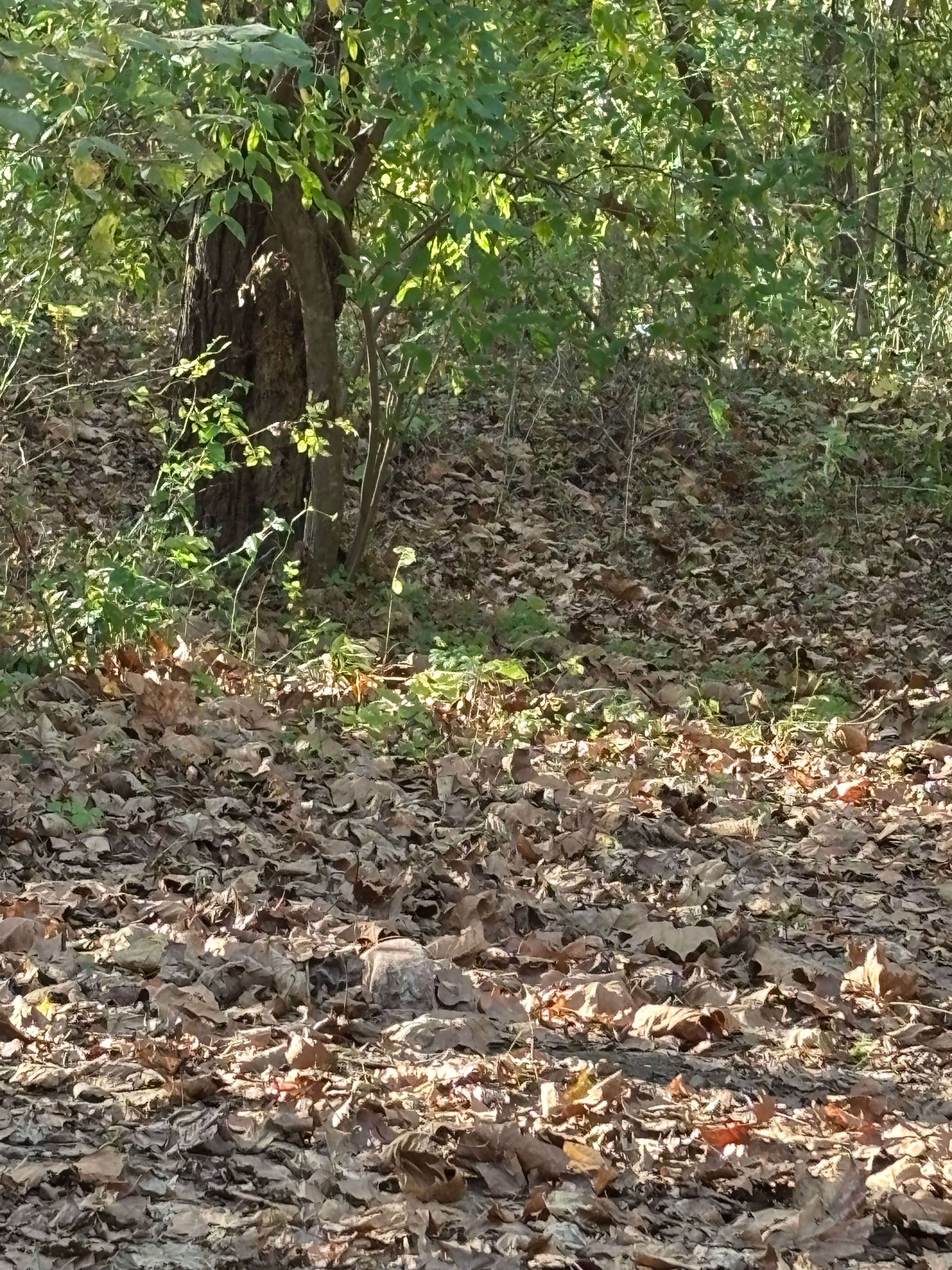 Camper-submitted photo at Oronoco Campground near Steeles Tavern, VA