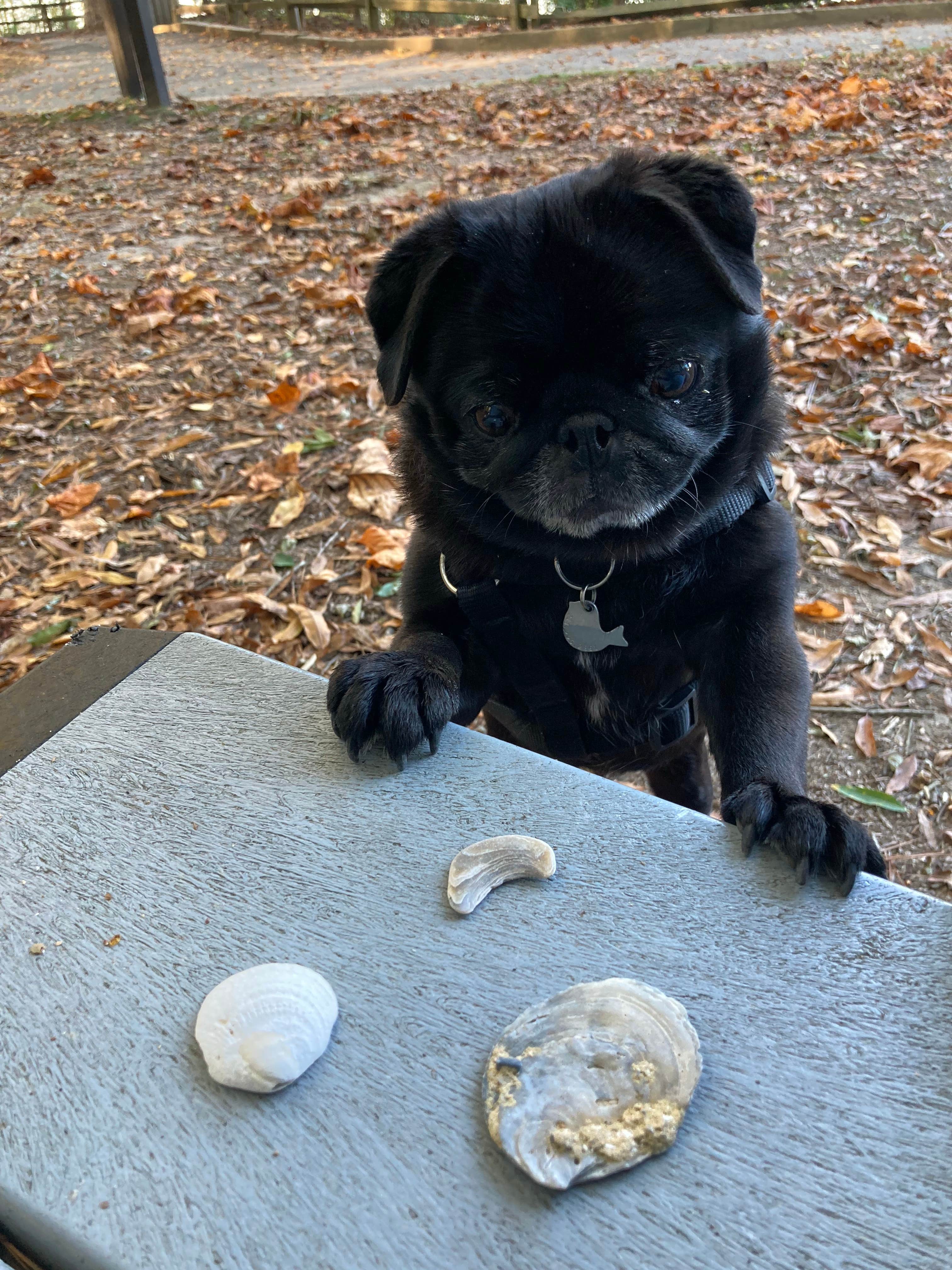 Janet R.'s photo of camping with pets at Chippokes State Park Campground near Portsmouth, VA