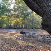 Review photo of Chippokes State Park Campground by Janet R., June 20, 2024