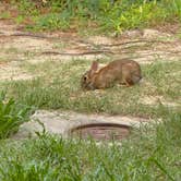 Review photo of First Landing State Park Campground by Maybe I., June 4, 2026