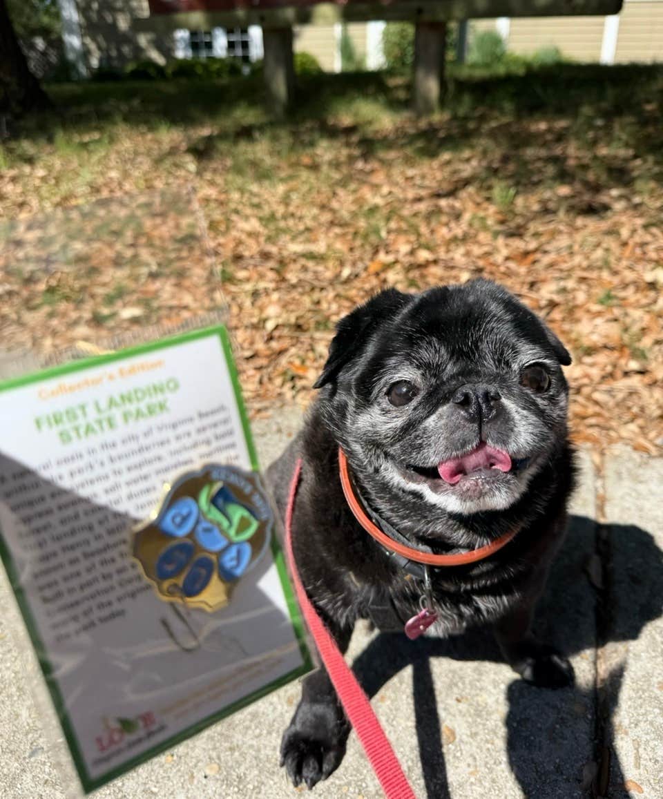 Janet R.'s photo of camping with pets at First Landing State Park Campground near Virginia Beach, VA