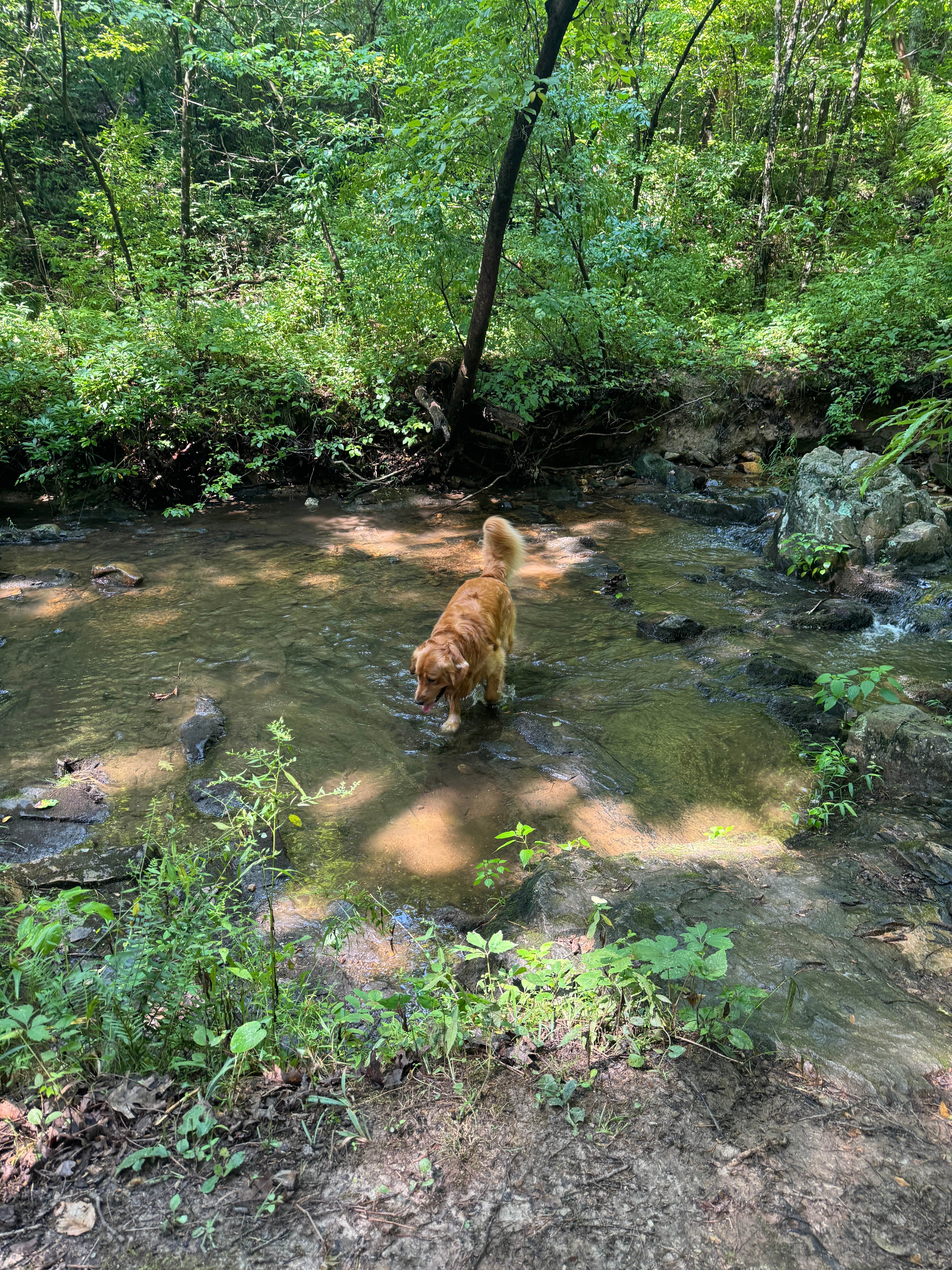 Jen T.'s photo of camping with pets at Holliday Lake State Park Campground near Goochland, VA