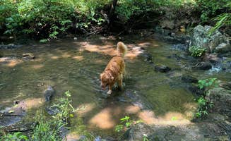 Jen T.'s photo of camping with pets at Holliday Lake State Park Campground near Goochland, VA
