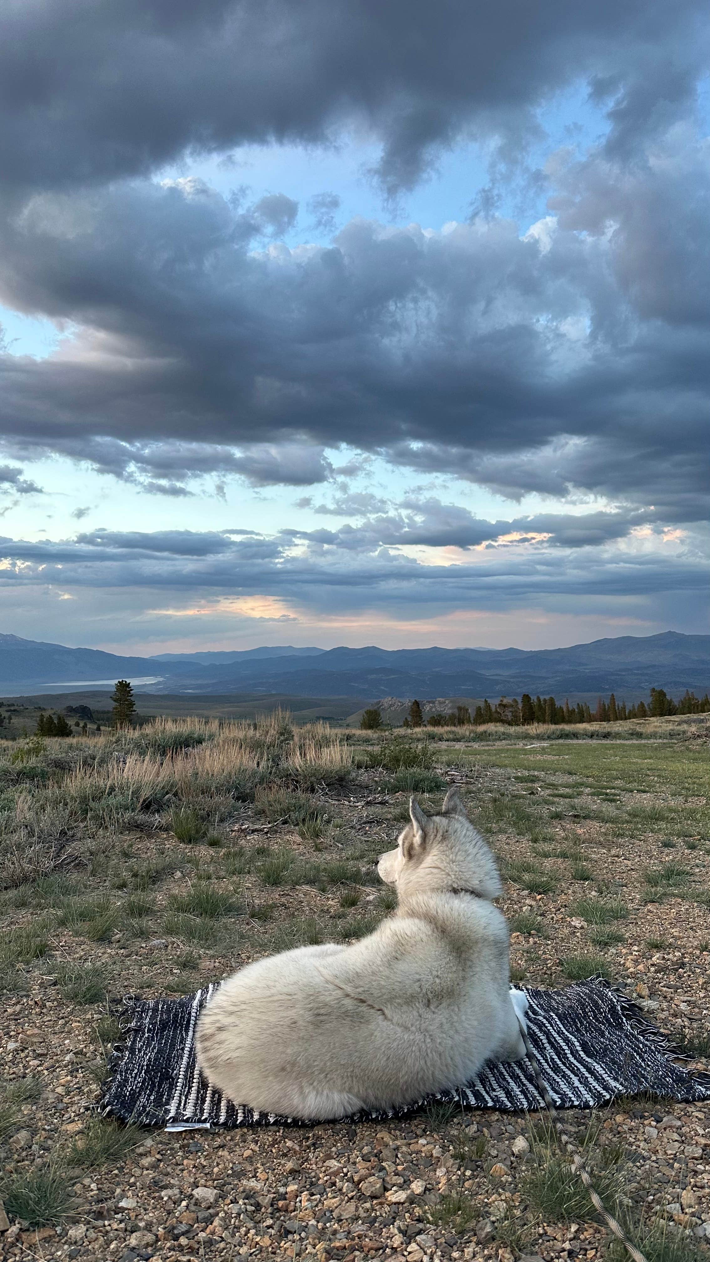 monet K.'s photo of camping with pets at Virginia Lake Rd. Boondocking near Bridgeport, CA