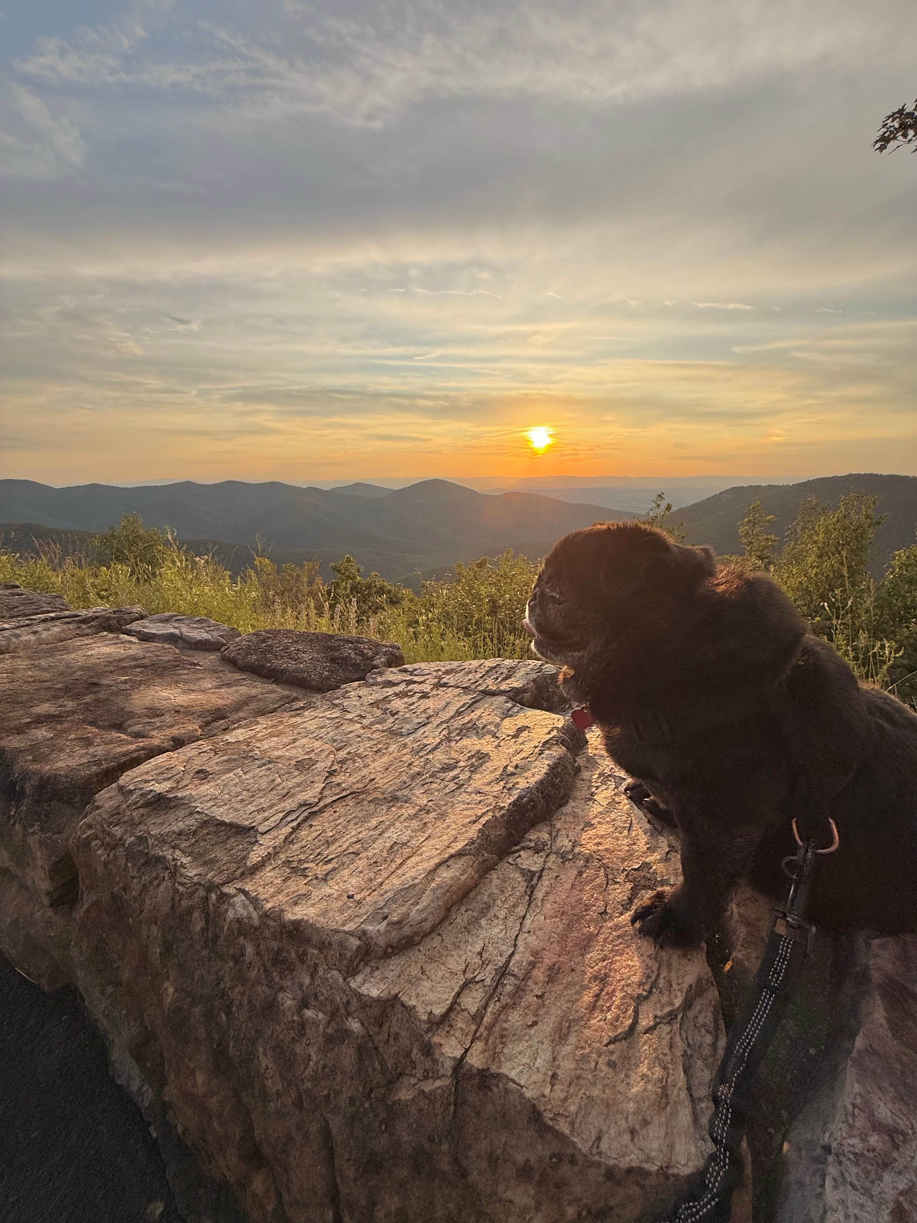 Janet R.'s photo of camping with pets at Loft Mountain Campground — Shenandoah National Park near Norwood, VA