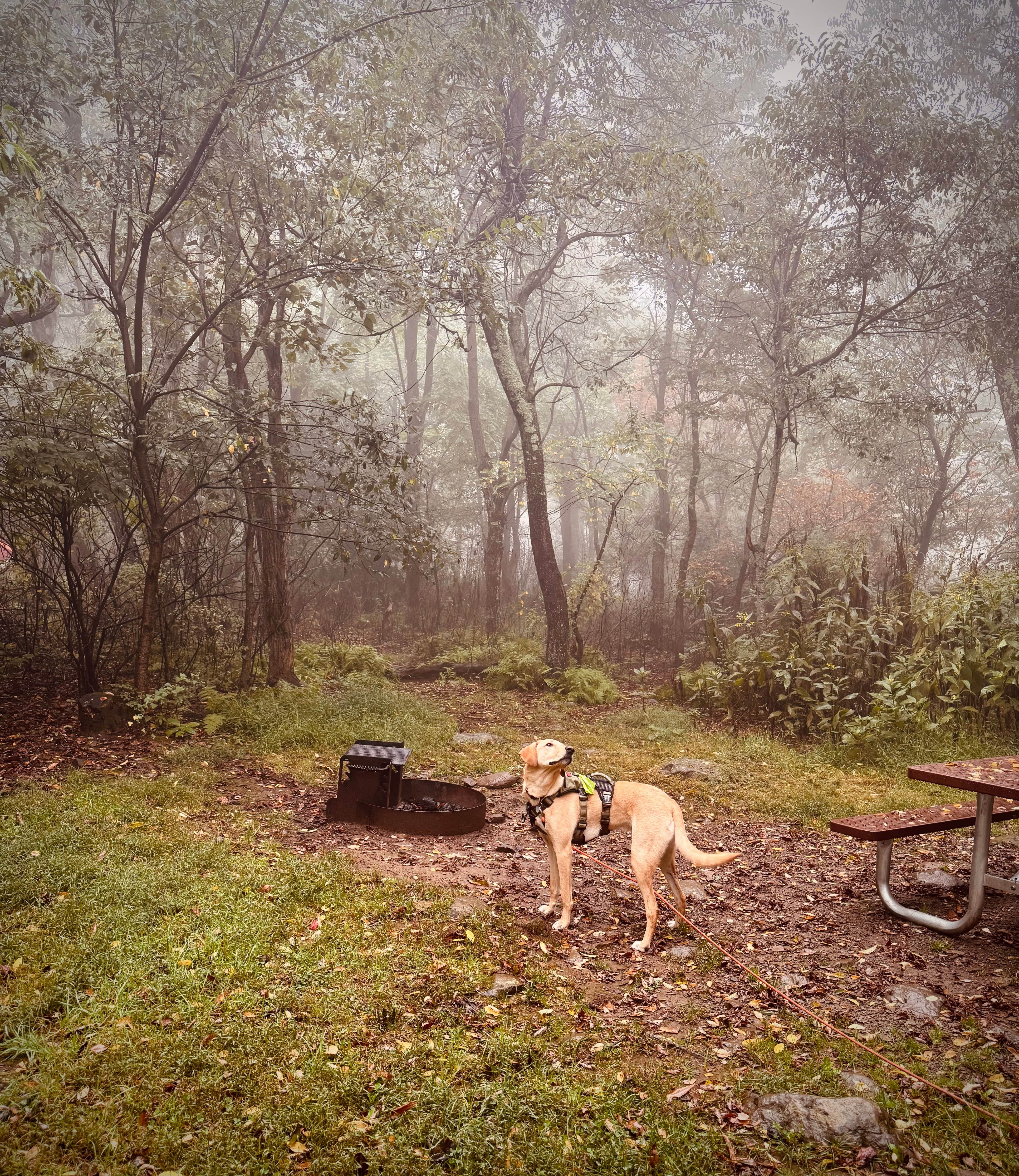 Aly V.'s photo of camping with pets at Loft Mountain Campground — Shenandoah National Park near Norwood, VA