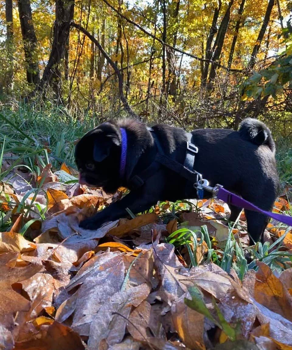 Janet R.'s photo of camping with pets at Loft Mountain Campground — Shenandoah National Park near Harrisonburg, VA
