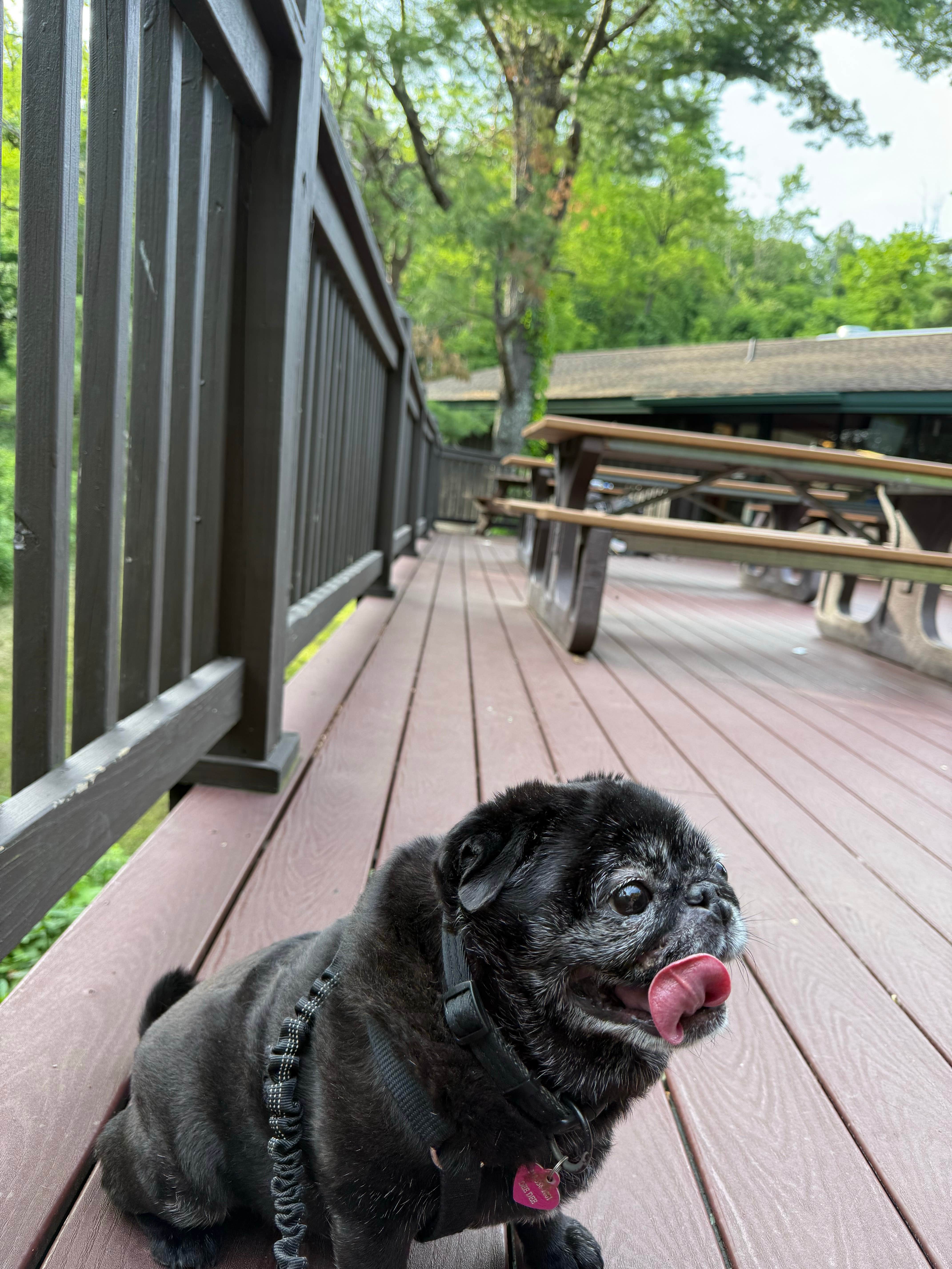 Janet R.'s photo of camping with pets at Loft Mountain Campground — Shenandoah National Park near Norwood, VA