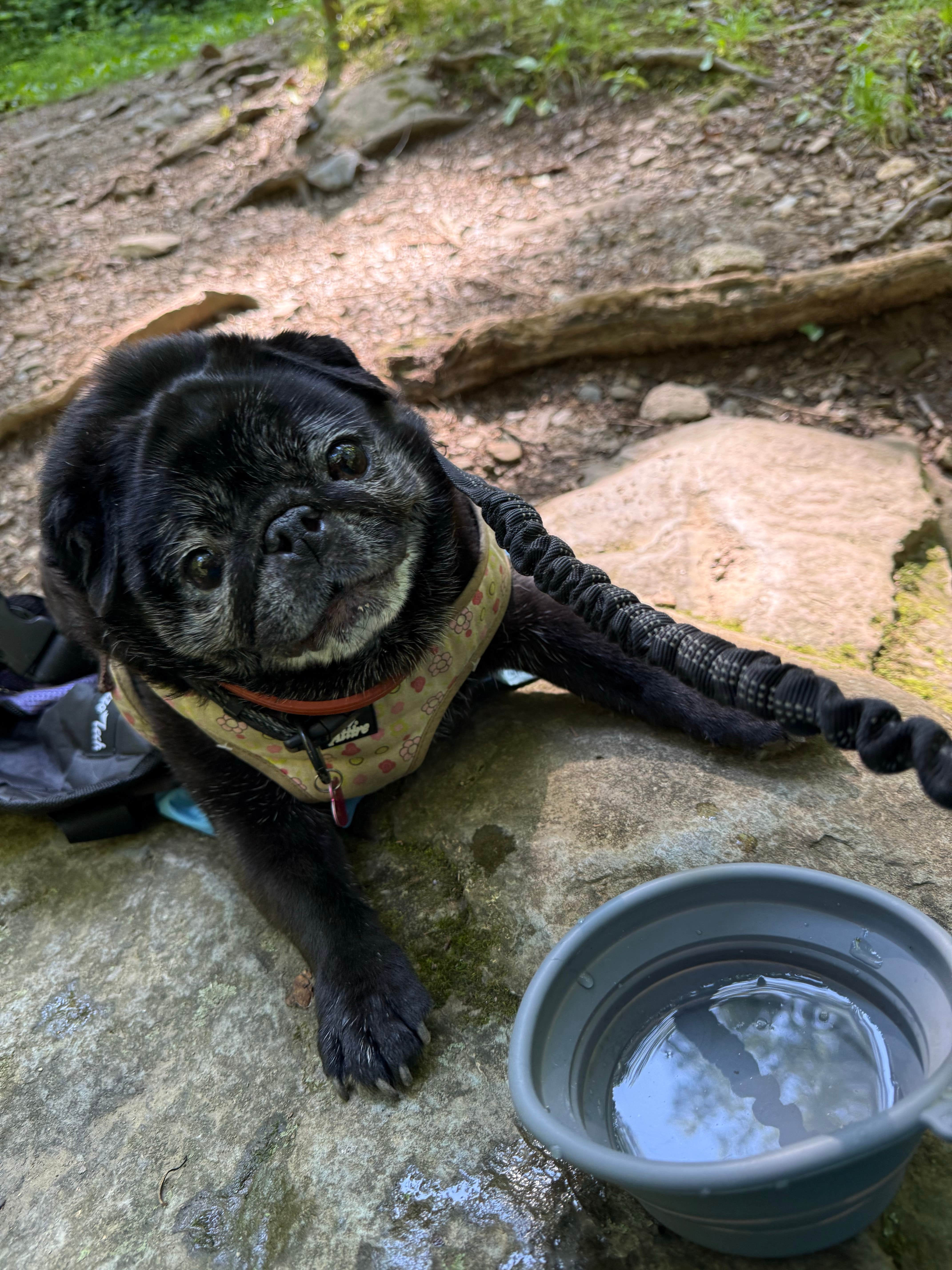 Janet R.'s photo of camping with pets at Loft Mountain Campground — Shenandoah National Park near Stuarts Draft, VA