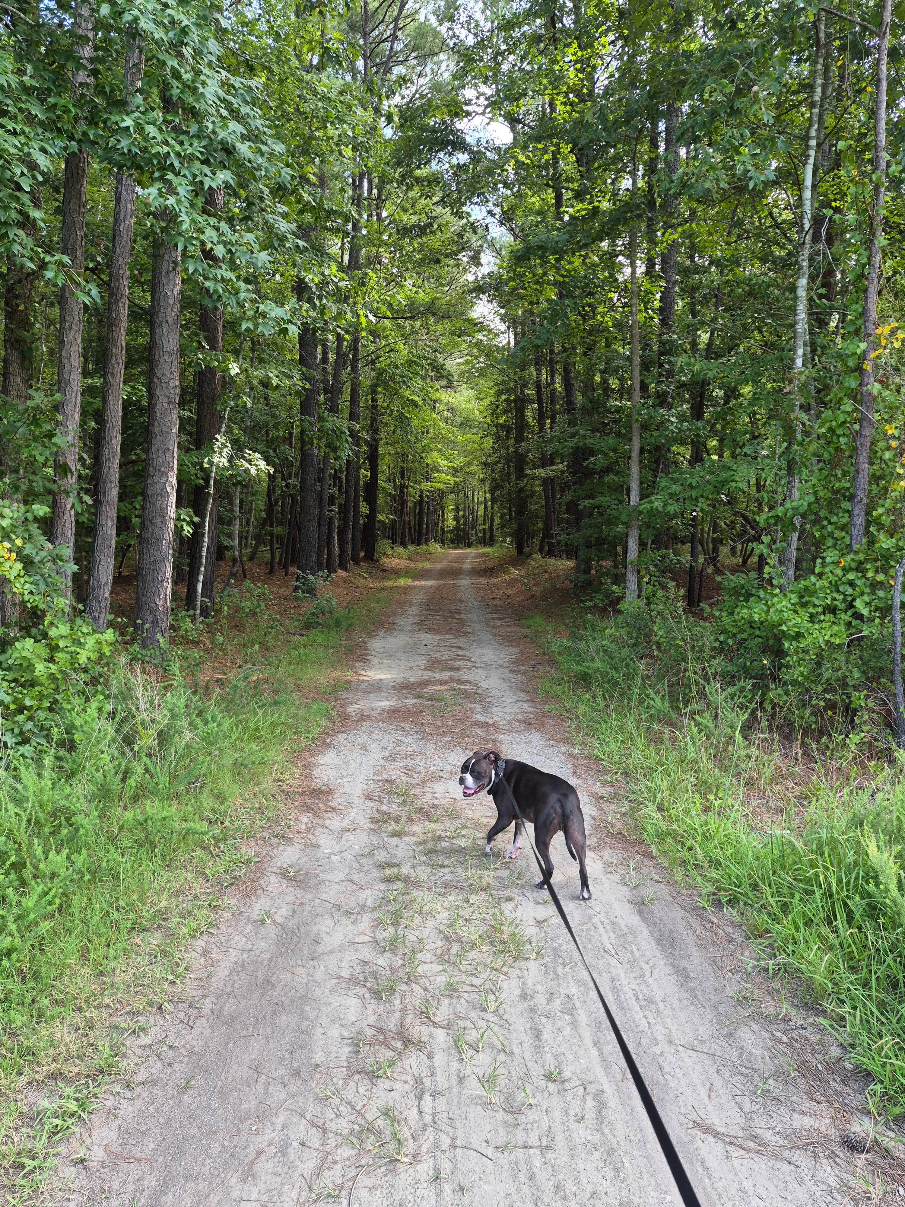 Jeremy R.'s photo of camping with pets at Newport News Park near Norfolk, VA