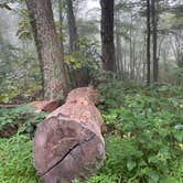 Review photo of Peaks Of Otter Campground — Blue Ridge Parkway by Timothy B., September 1, 2024