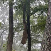 Review photo of Peaks Of Otter Campground — Blue Ridge Parkway by Timothy B., September 1, 2024