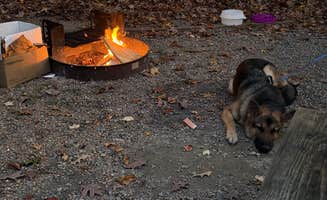 Brian B.'s photo of camping with pets at Pocahontas State Park Campground near Ruther Glen, VA