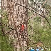 Review photo of Pocahontas State Park Campground by Adam  B., March 23, 2026