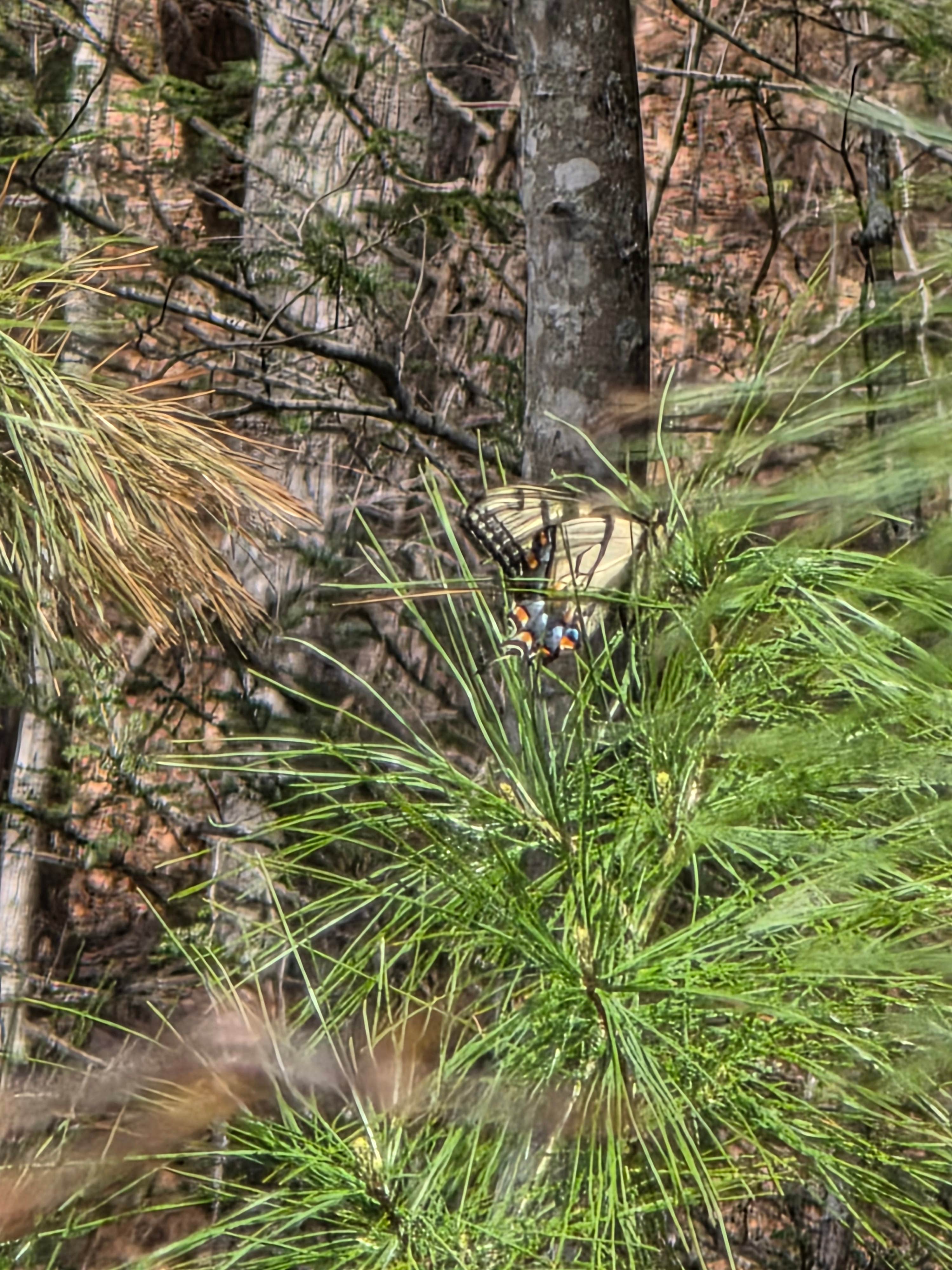 Camper-submitted photo at Walnut Flats Campground near Dublin, VA