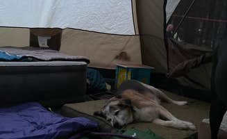 Kay K.'s photo of camping with pets at Wagon Trail Campground near Sister Bay, WI
