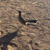 Review photo of Wahweap Campground & RV Park — Glen Canyon National Recreation Area by Natalie  G., October 8, 2025