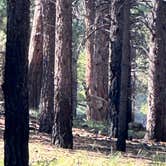 Review photo of Walker Hill Dispersed (Coconino NF) by Eric S., September 20, 2024