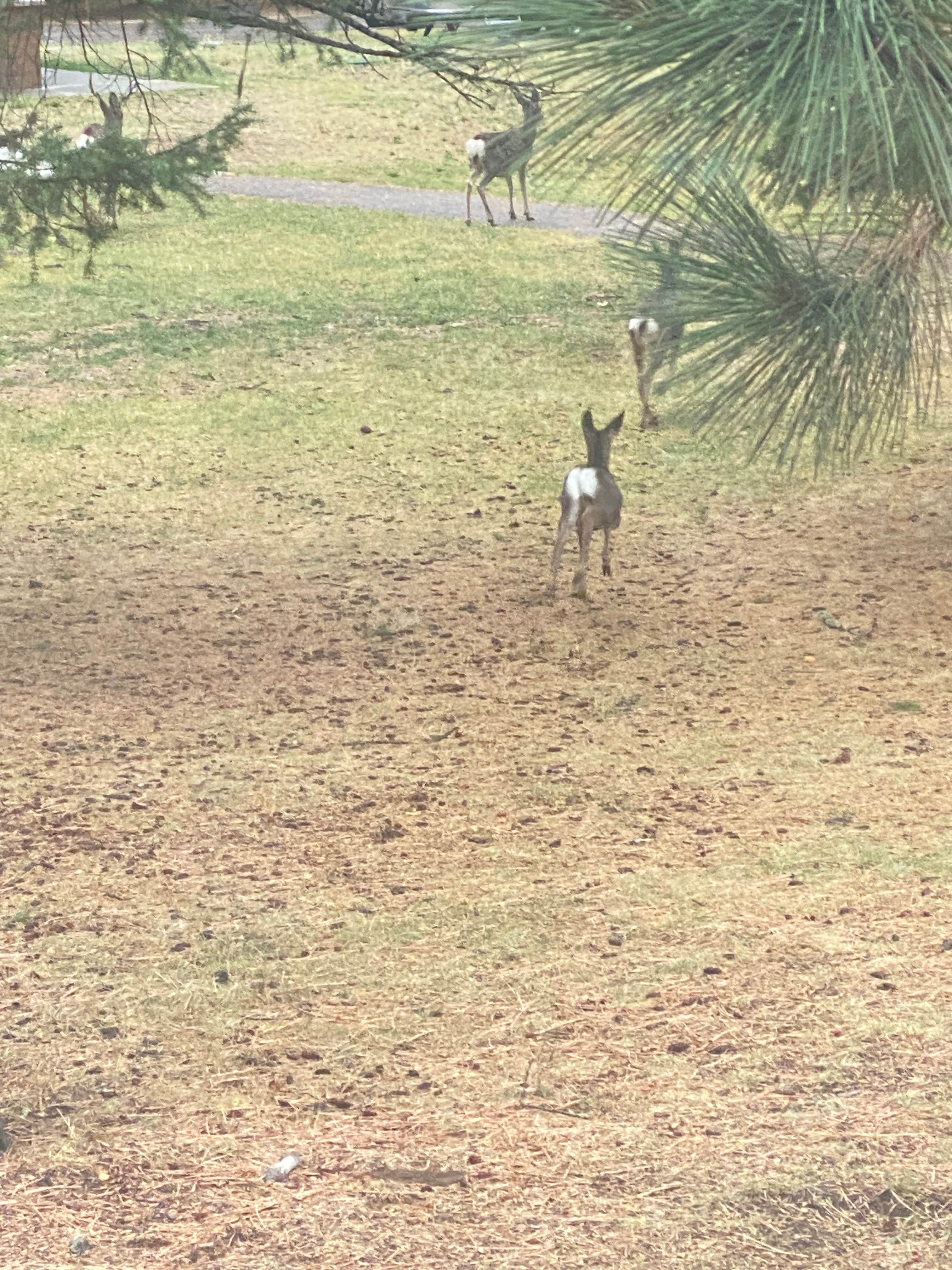 Camper submitted image from Wallowa Falls Campground - 1