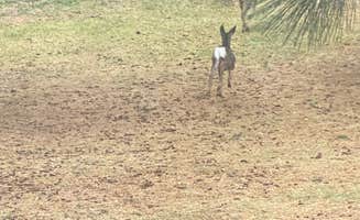 Phil&Melinda O.'s photo of camping with pets at Wallowa Falls Campground near Enterprise, OR
