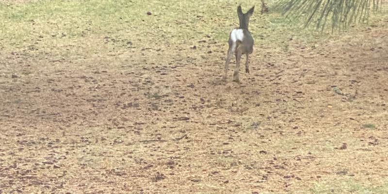 Camper submitted image from Wallowa Falls Campground