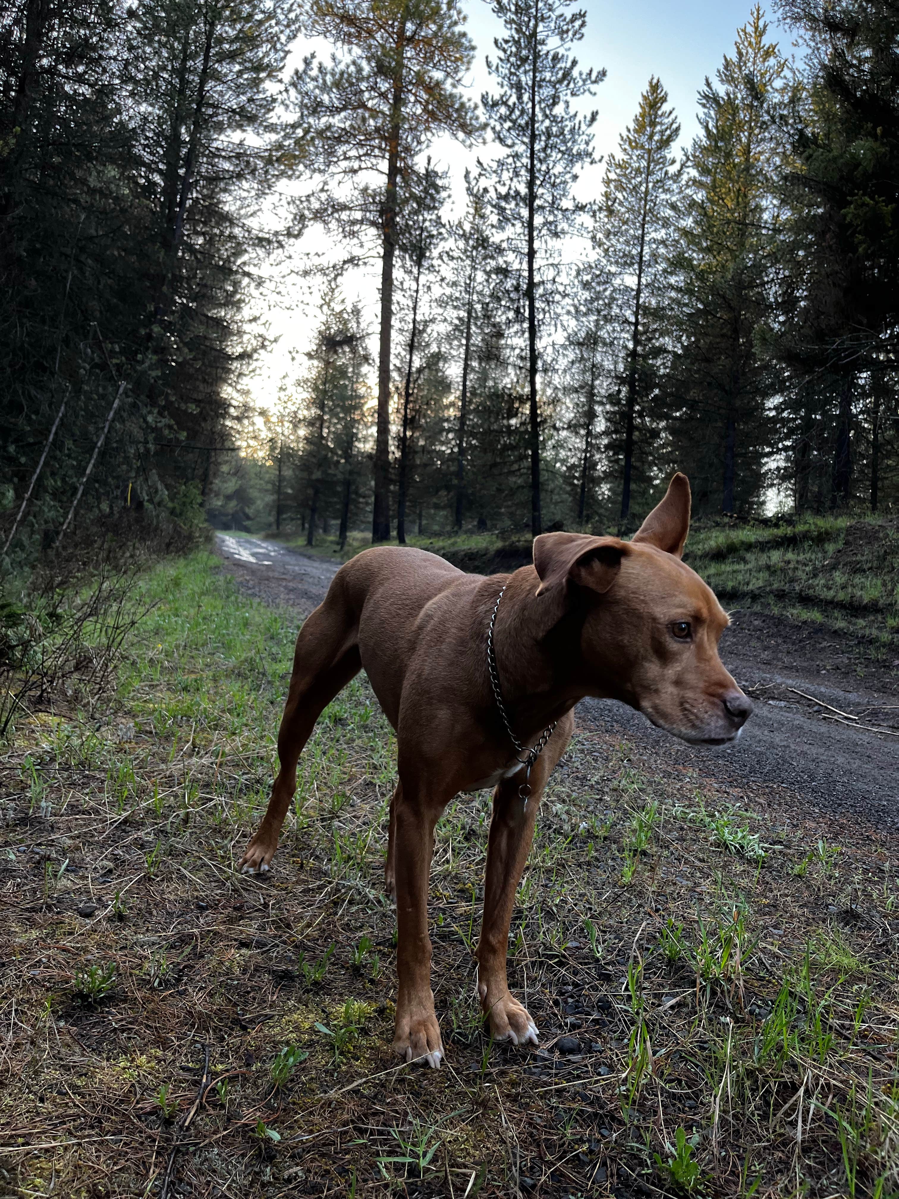 Camper submitted image from Wallowa-Whitman NF 21 - Dispersed - 4