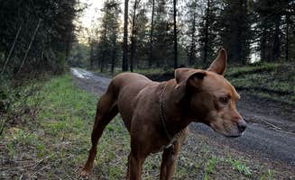 Marasha L.'s photo of camping with pets at Wallowa-Whitman NF 21 - Dispersed near La Grande, OR